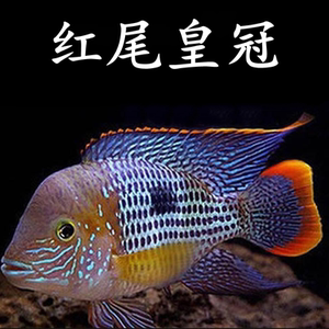 玉面红尾皇冠热带鱼大型观赏鱼起头爆头财神鹦鹉地图慈鲷混养淡水