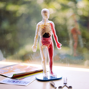 美国smartlab探索人体器官模型解剖学入门stem玩具生物益智科学3d