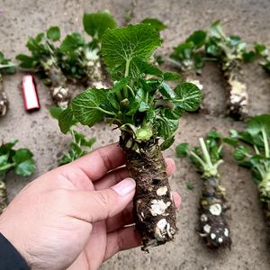 云南新鲜山葵 植物芥末现挖 500g8-12支 正宗日本刺身料理瓦萨比