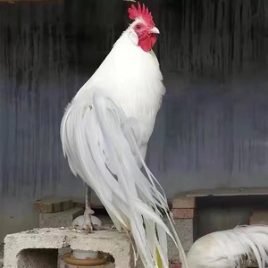 长尾鸡种鸡活鸡仔三彩长尾鸡白长尾纯种日本观赏鸡黑长尾包活到家