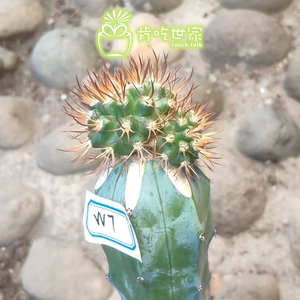 逆豹丸 嫁接龙神 仙人球 一物一拍【肯吃世家】