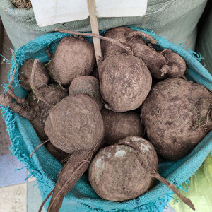 石蟾蜍新鲜 石琴薯 山乌龟 金不换中药材 种植盆栽多肉5斤包邮