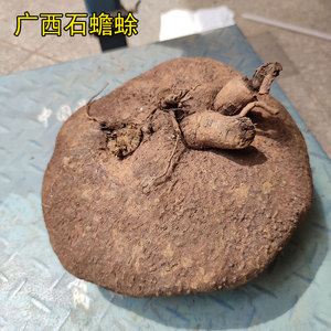 石蟾蜍新鲜 石琴薯 山乌龟 金不换中药材 种植盆栽多肉1斤包邮