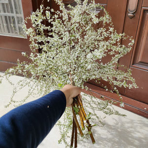 干枝雪柳遇水开花鲜切花枝干支花水养喷雪花腊梅红梅插水开花泡水