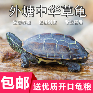 中华草龟家养小乌龟活物外塘宠物观赏水龟金线龟巴西墨龟大草龟苗