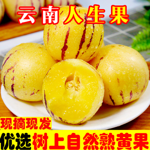 云南人参树果苗果树