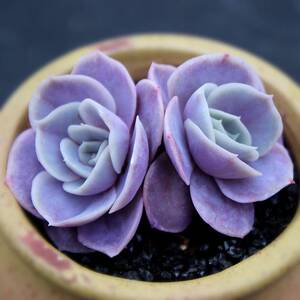 我没想好10淘宝蓝色苍鹭精养肉肉少见精品多肉植物组合办公室盆栽