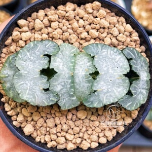 白熊玉扇 大窗白纹 玉露十二卷 龙哥多肉植物 一物一拍 带盆包邮