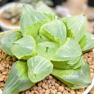 冰城寿 背窗通透 玉露十二卷多肉植物绿植盆栽 一物一拍 带盆发货