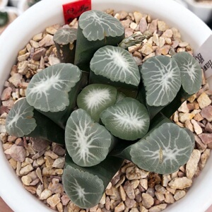 欧若拉万象  极光女神 玉露十二卷 龙哥多肉植物  一物一拍 包邮