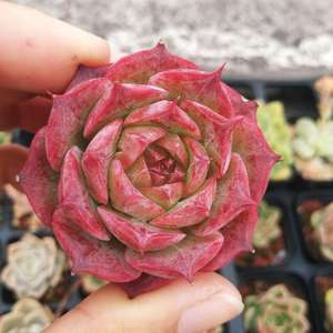 苏格小肉多肉杂交海琳娜杂血罗小海螺 海血罗 海血姬 3厘米实生苗