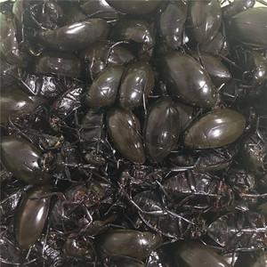 正宗东北特产黑边龙虱新鲜水鳖虫 鲜活水老鳖 速冻发货500g
