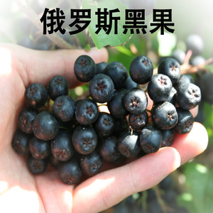 俄罗斯野生小黑果100g/袋