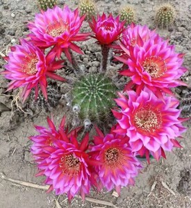 仙人球彩草 高10厘米 开花球 花色随机