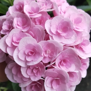 【蝶恋月季】进口重瓣绣球爱意 扦插小苗