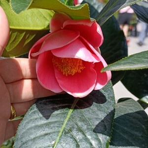 越南四季抱茎金花茶盆栽四季海棠山茶花名贵品种客厅庭院花卉植物