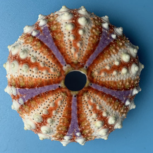 00showbox生活馆淘宝热卖海螺贝壳鸟巢海胆壳勋章海胆头帕沙钱白