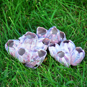 自然海螺贝壳藤壶创意水族箱造景卷贝鱼繁衍空凤花盆家居装饰摆件