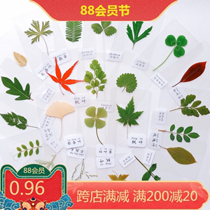 塑封植物书签标本幼儿园儿童老师教学材料天然干花绿色真树叶卡片