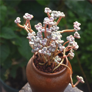 【艾伦老桩】多肉植物艾伦老桩像桃蛋的肉肉粉色肉肉盆栽精致