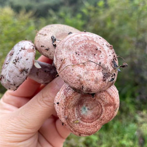 乌枞菌新鲜野生菌蘑菇菌菇重阳菌寒菌雁鹅菌小朵枞树菌三九菇500g