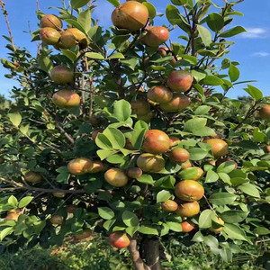 油茶树苗中科大果红花白花高产嫁接油茶苗稳产茶树苗现取带土发货