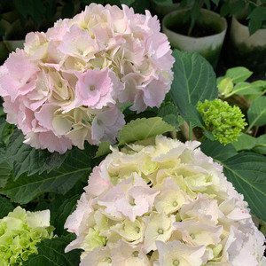 牛奶草莓大花绣球 阳台庭院八仙花花卉盆景