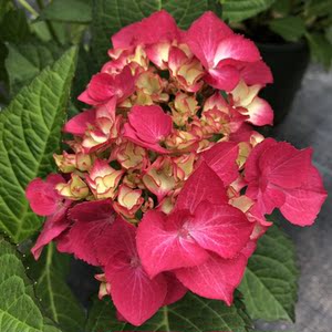 张小姐的花园红色绣球花塞尔玛阳台耐阴好养植物庭院地栽花苗