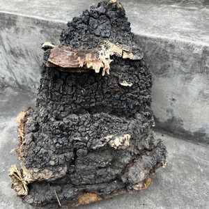 桦树桑黄 桦树茸 桦褐孔菌 山野小朱 单个6斤纯干现货1800元一个