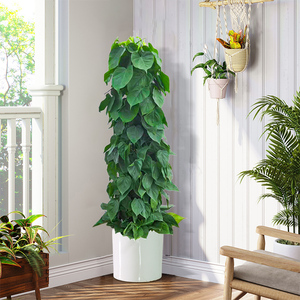 落地绿植客厅大盆栽净化空气