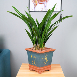 兰花墨兰企黑多年生开花美观浓香净化空气室内办公室花卉盆景盆栽