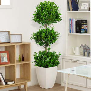 客厅植物大型绿植真花招财