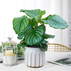 圆叶青苹果竹芋土培观叶植物室内盆栽喜阴绿植净化空气吸甲醛包邮