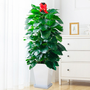 大绿萝大叶绿箩办公室大型植物盆栽绿植室内吸甲醛公司开业北京送