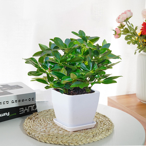 水培鸭掌木鹅掌鸭脚木吸二手烟甲醛绿植办公室桌面盆景室内小盆栽