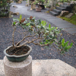 原生精品石斑木春花盆景微型开花植物造型矮霸老桩茶馆