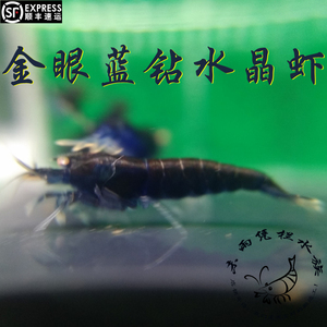 金眼蓝钻 水晶虾0.8-1.2cm 顺丰空运包损包邮 水族观赏虾宠物虾
