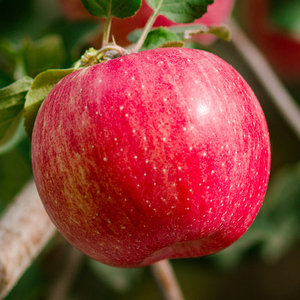 正宗新疆阿克苏冰糖心苹果水果新鲜丑脆当季甜整箱10斤特级超大果