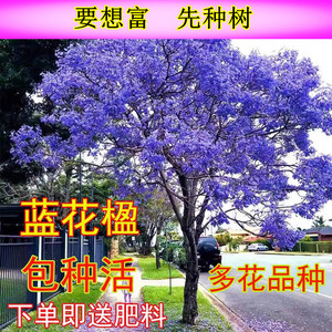 耐寒庭院名贵风景树凤凰木红花楹树苗蓝花楹四季绿化南北方种植物