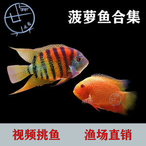 卡瑞尔帝王虎斑菠萝喷点金菠萝活体淡水热带龙鱼中层高端观赏配鱼