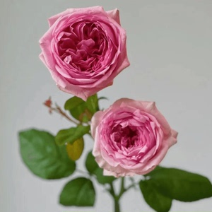 慧慧花苑巴黎印象月季大花浓香庭院阳台盆栽花卉花苗切花玫瑰月季