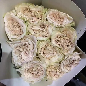 慧慧花苑大教堂月季貂蝉盆栽老桩大盆带花苞室外庭院花