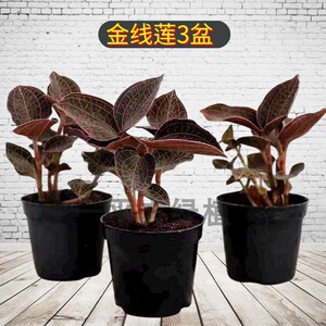 带盆包邮金线莲种植苗盆栽药用及观赏可种可吃金钱草鸟人参福建产