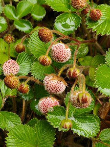 黄毛草莓 白泡 野草莓 黄毛草莓苗