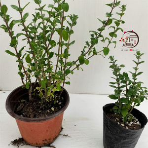 马郁兰盆栽苗马约兰可食用芳香绿植西餐披萨阳台庭院懒人好养直发