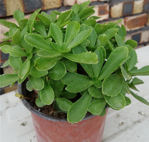 养心菜苗盆栽大盆救心菜高钙菜景天三七止痒营养特色菜新手好养活