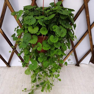 金钱薄荷吊兰/垂吊攀岩/香草盆栽药用包成/活观赏植物/绿草玉花卉