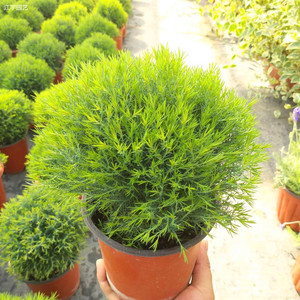 皮球松盆栽皮球柏室外阳台庭院木本绿植自然圆形易养护可地栽植物