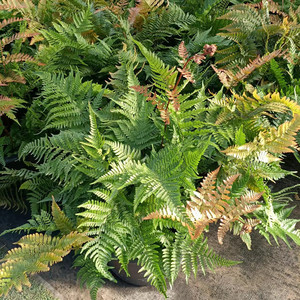 彩虹蕨盆栽红盖鳞毛蕨绿植多年生室内露天蕨类耐寒蕨花镜植物包邮