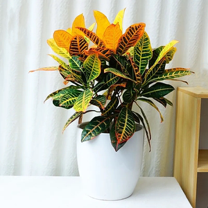 七彩变色木盆栽招财变叶木植物室内外花卉阳台好养易活花叶大绿植